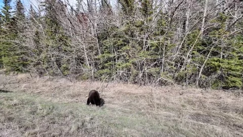 Black bear in the wild Stock Footage 337839105