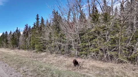 Black bear in the wild Vídeos de archivo 337839129