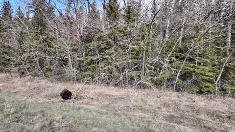 Black bear in the wild Vídeos de archivo 337839165