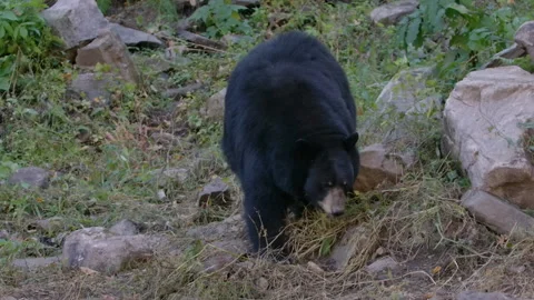 Black bear in the wild slow motion Stock Footage 140266968