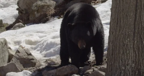 Black bear in winter forest Stock Footage 106592564