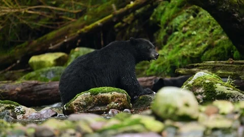 Black bear wondering around at a water stream in British Columbia Stock-Footage 322087553