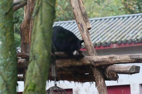 Black bear on a wooden structure. Fotos de archivo