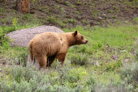Black bear in woods Stock Photos