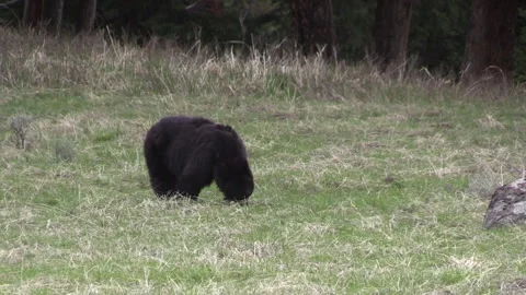 Black Bear in Wyoming in Spring Vídeos de archivo 241607980
