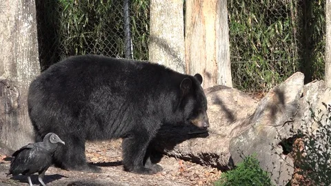Black bear in a zoo. 4K Stock Footage 83943401