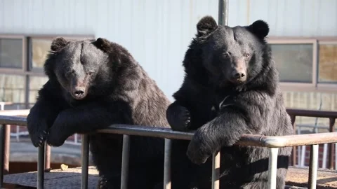  black bear in the zoo Stock-Footage 310079815