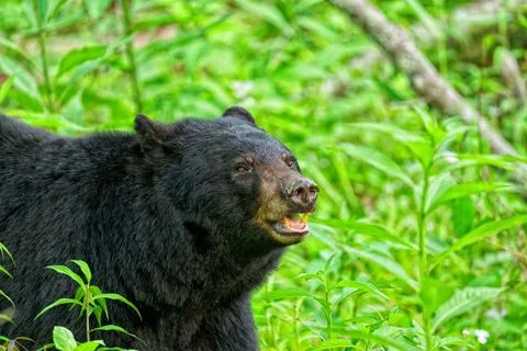 Black Bear1 Stock Photos