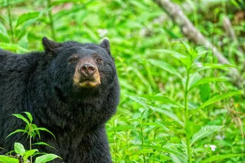 Black Bear2 Stock Photos