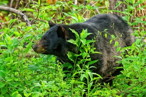 Black Bear3 Stock Photos