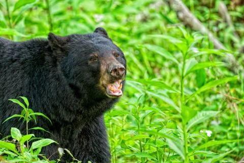 Black Bear4 Stock Photos