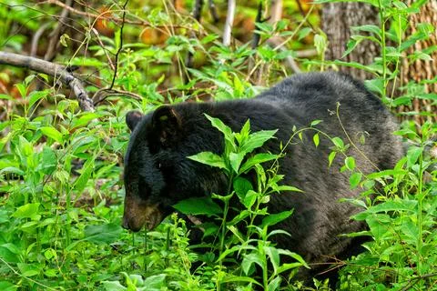 Black Bear5 Stock Photos