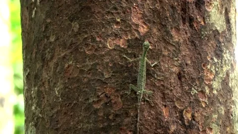 Black-bearded Gliding Lizard, Malaysia Stock Footage 159637786