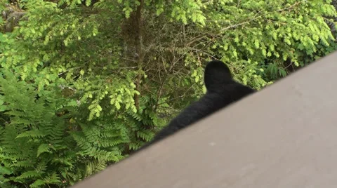 Black bears, Anan bear viewing platform Stock Footage 39720346