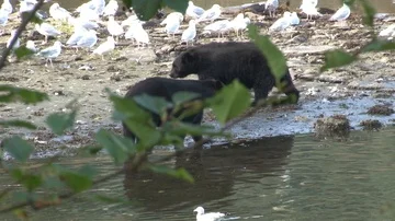Black Bears on beach Stock Footage 85534525
