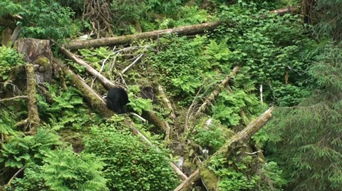 Black bears,  cleaning back end Stock Footage 39720351