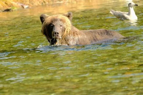 Black bears in dry grass 17 Stock Photos