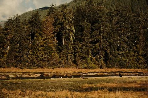 Black bears in dry grass 26 Stock Photos