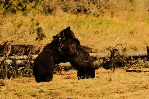 Black bears in dry grass 27 Stock Photos
