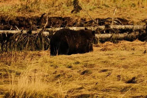 Black bears in dry grass 28 Stock Photos