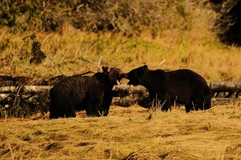 Black bears in dry grass 4 Stock Photos