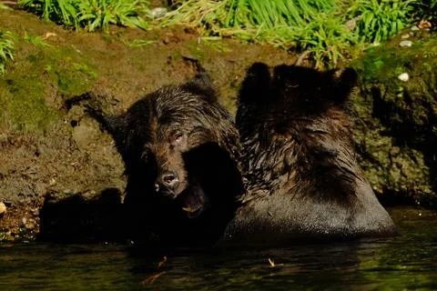 Black bears in dry grass 5 Stock Photos