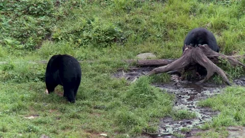 Black bears feeding on the edge of the river in the Canadian rainforest 5 Vídeos de archivo 231712307