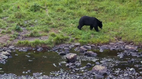 Black bears feeding on the edge of the river in the Canadian rainforest 71 Vidéo 231712343