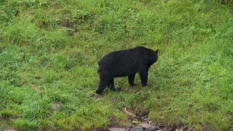 Black bears feeding on the edge of the river in the Canadian rainforest 87 動画素材 231712360