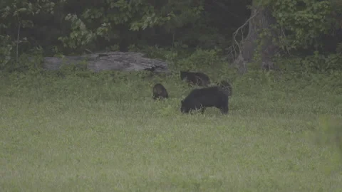 Black Bears feeding in a meadow Stock Footage 249080865