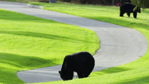Black Bears At A Golf Course Stock Footage 139580782