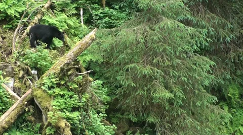 Black bears, overlooking the stream Stock Footage 39720363