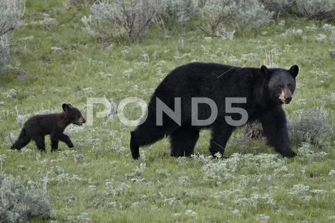 Black Bears, United States