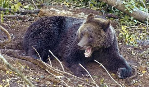 Black bears in the wild Stock Photos