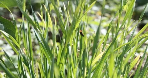 Black beatle or bug in green grass in summer Stock Footage 109538751