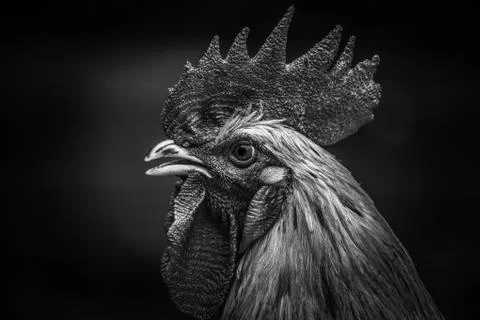 Black Beauty (black and white chicken) Stock Photos