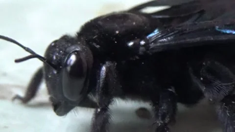 Black bee in bamboo 库存影片 330149721