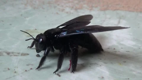 Black bee in bamboo 库存影片 330149722