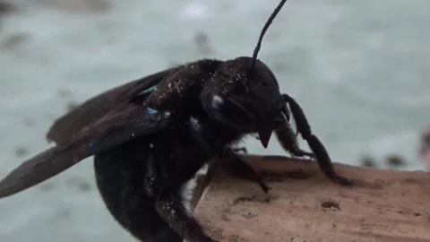 Black bee in bamboo 库存影片 330149744