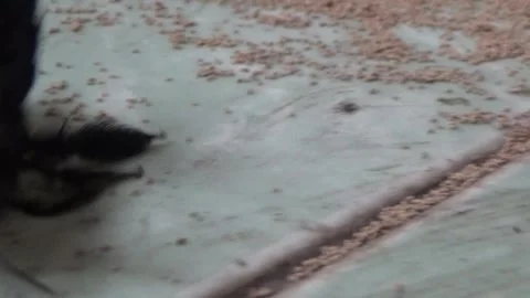 Black bee in bamboo 库存影片 330149781