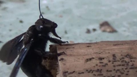 Black bee in bamboo Stock Footage 330149824
