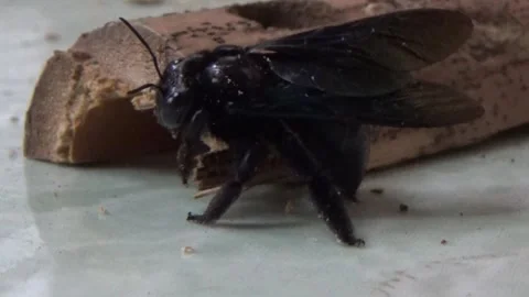 Black bee in bamboo Stock Footage 330149831