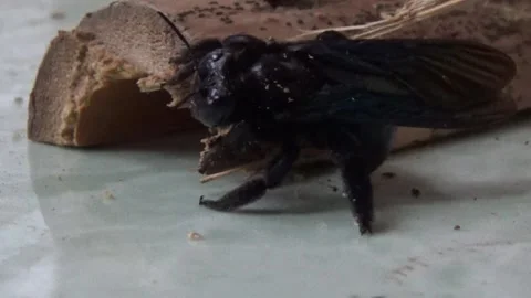 Black bee in bamboo 库存影片 330149837