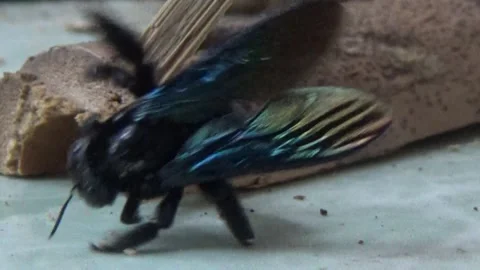 Black bee in bamboo Stock Footage 330149838