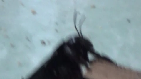 Black bee in bamboo 库存影片 330149844