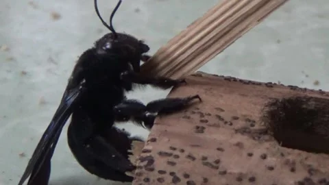 Black bee in bamboo Stock Footage 330149851