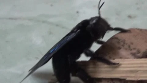 Black bee in bamboo Stock Footage 330149854