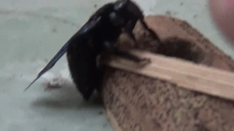 Black bee in bamboo Stock Footage 330149858