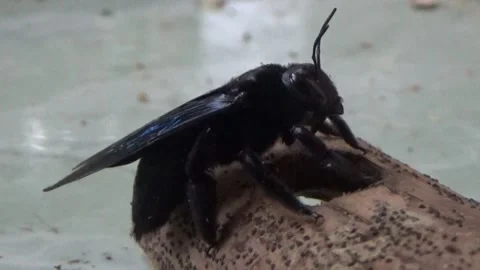 Black bee in bamboo 库存影片 330149859