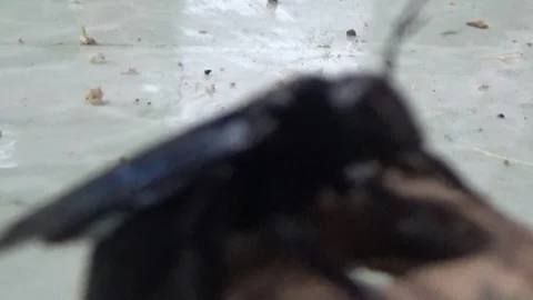 Black bee in bamboo 库存影片 330149862